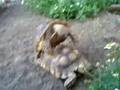 turtle-sex
