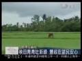 20080721 慈濟援緬甸行動不停歇 稻種發芽萌希望