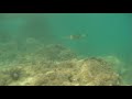 Snorkling  with  Lavrakia in Greece