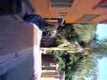 videos de parkour guayabal