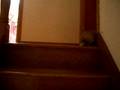 videos de lapin qui monte les escaliers