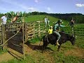 Rodeio treino no sitio A3 Iago x valente