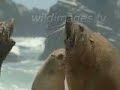 See Video