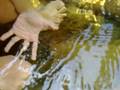videos de Fish eating noodles @ Salak Denai