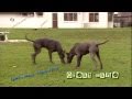 Great Dane - Deutsche Dogge -Gentle Giant