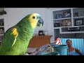 Ricco My Parrot