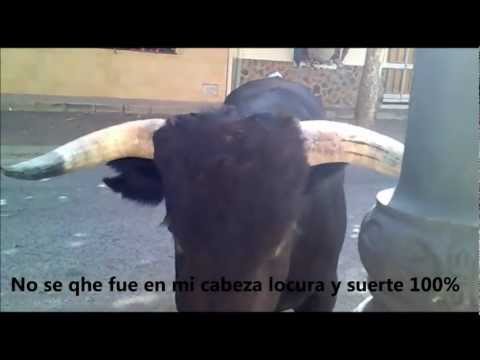 Cogida