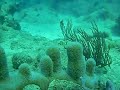 Diving at Cane Bay on 11/01/2009