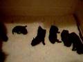 Affenpinscher