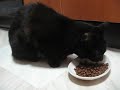 Click here to watch this video FORZA10ミスターフルーツを食べる猫ノア