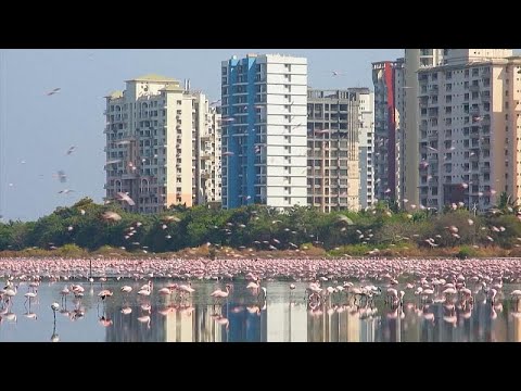 Viel mehr Flamingos als sonst: Beeindruckende Bilder i ...