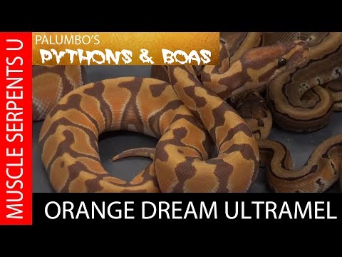 YouTube reptile video
