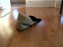 Catnip in a Bag 1