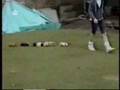(2) Fun animals
