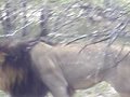 Africa 464