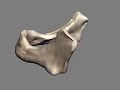 Preview Mandibula