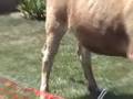 Cow Pie Bingo in Humboldt
