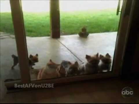 ☺ America's Funniest Home Videos Part 121 (Original Audio) re-upload of Part 36 (new clips added)