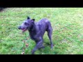 Deer hound play Deerhound