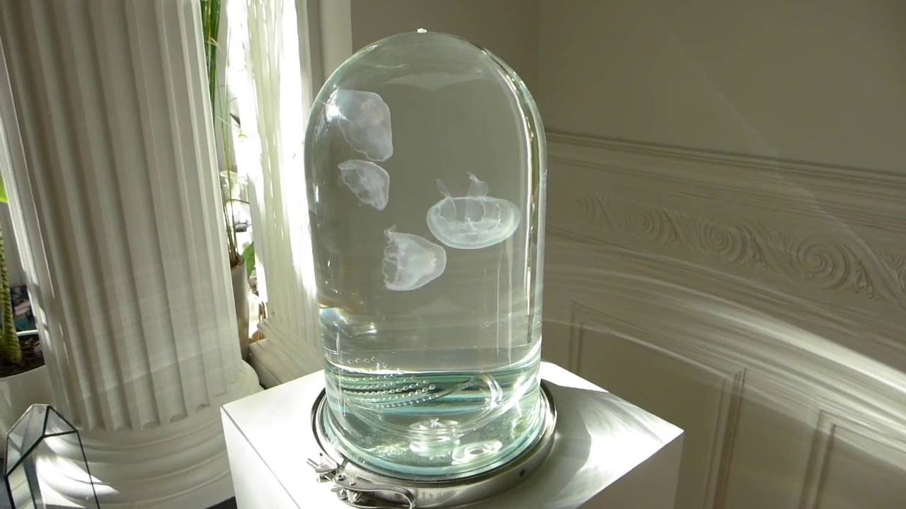 The Darwin Tank (Tank) video thumbnail