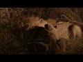 Lions can't share