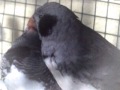 Zebrafinches