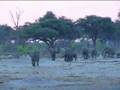 Zimbabwe Water Hole