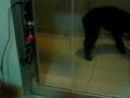 Porta automatica pra cachorro