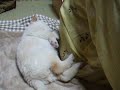 初めての対面（極悪フェレフェレ団）