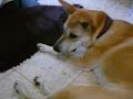The dog and the lion #1