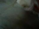 nisa sona cat kucing nisa sona cat kucing