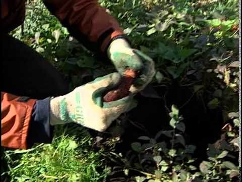 how to grow ozette potatoes