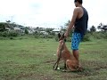 Belgian Malinois 