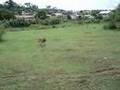 Pastor Belga Malinois video