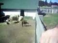 Long Island Game Farm