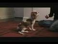 Jackson the Cavalier Doing Tricks (almost 4 months old)