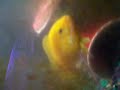 My Aquarium!!