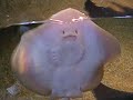 Baby Stingray