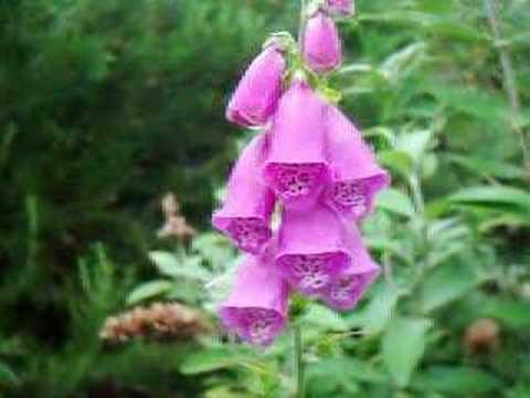 Foxglove At Rowan Avenue
