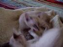 2 Balinese kittens playing 2 Balinese kittens playing