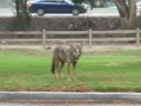Coyote