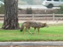 Coyote