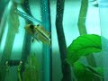 Apistogramma Cacatuoides twitching