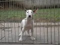 Click here to watch this video Cachorro may x gary ss.wmv