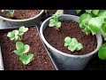 Click here to watch this video Allotment Diary May 6th : A quick look at the vegetable plot,polytunnel and pumpkin patch