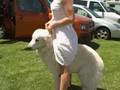 Kuvasz