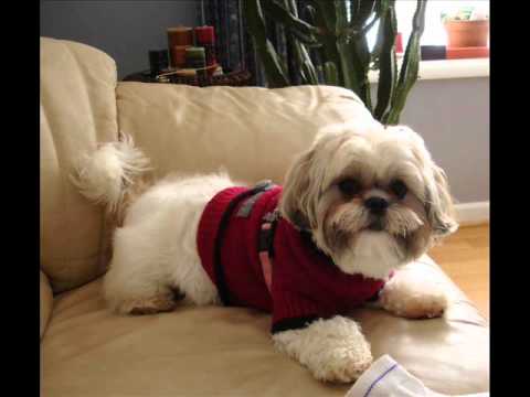 how to care for a zuchon puppy