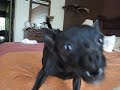 Ticky the chihuahua