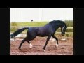 hemmingway - KWPN approved stallion standing at stud in Scotland, UK