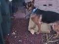 Duke Taring up a Box